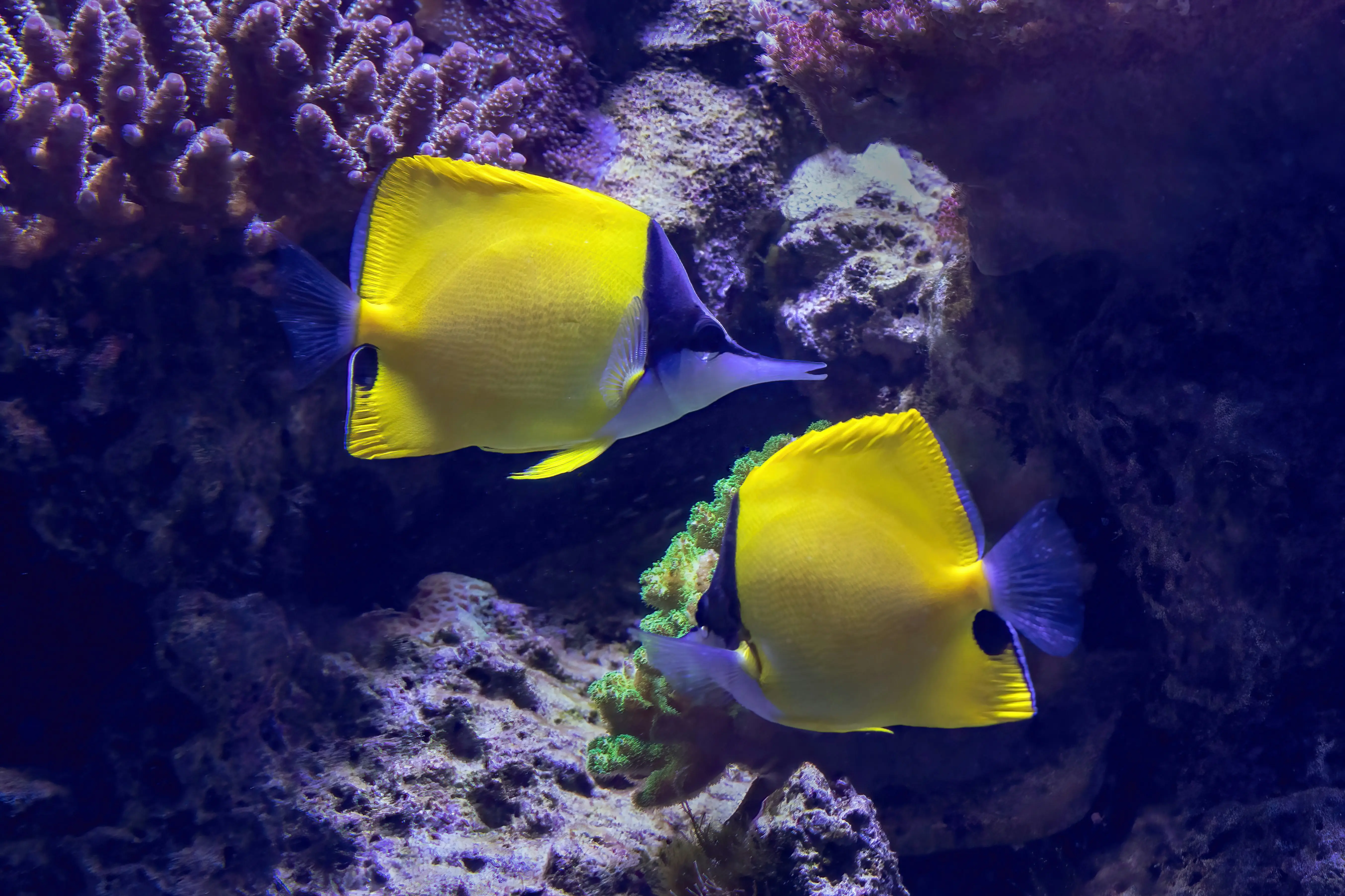Yellow Longnose Butterflyfish